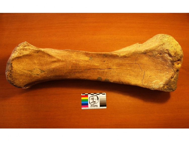 Музею «Старая Сарепта» подарили кость мамонта 44.210.21.70 