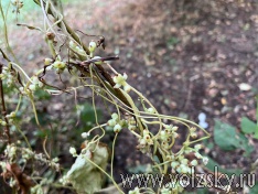 �������� ���������� �����