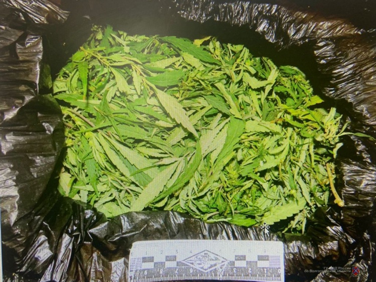 У волжанина нашли полный пакет марихуаны 3.239.129.52 