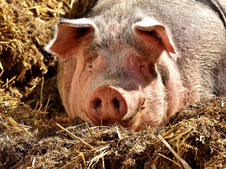 В Волгоградской области у домашней свиньи нашли опасную болезнь