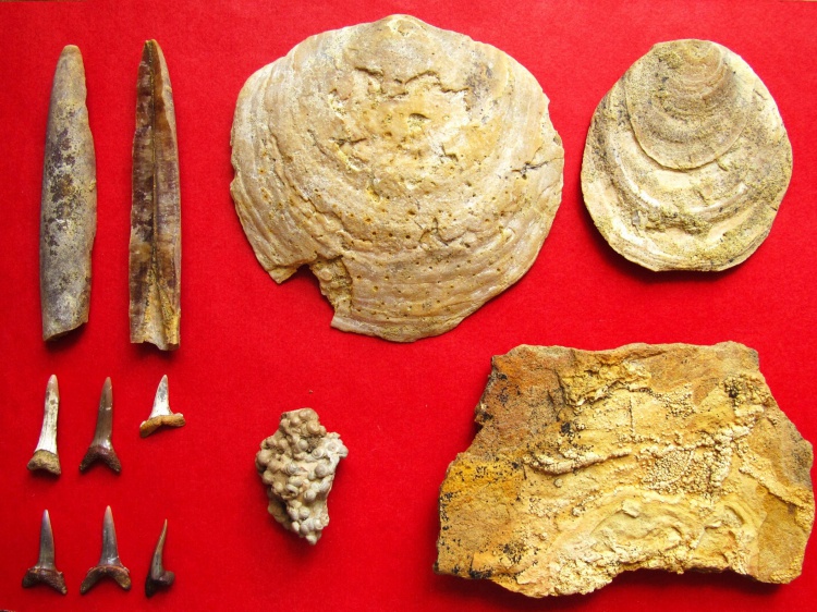В регионе обнаружили новые палеонтологические находки