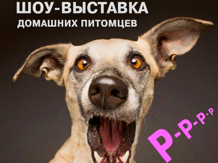 В Волжском отложили шоу-выставку собак
