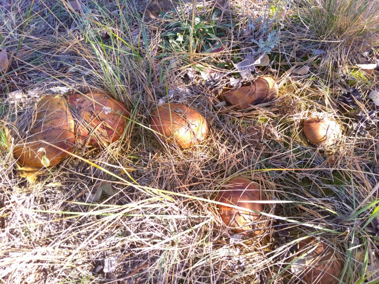 В Волго-Ахтубинской пойме продлили грибные туры 35.172.230.154 