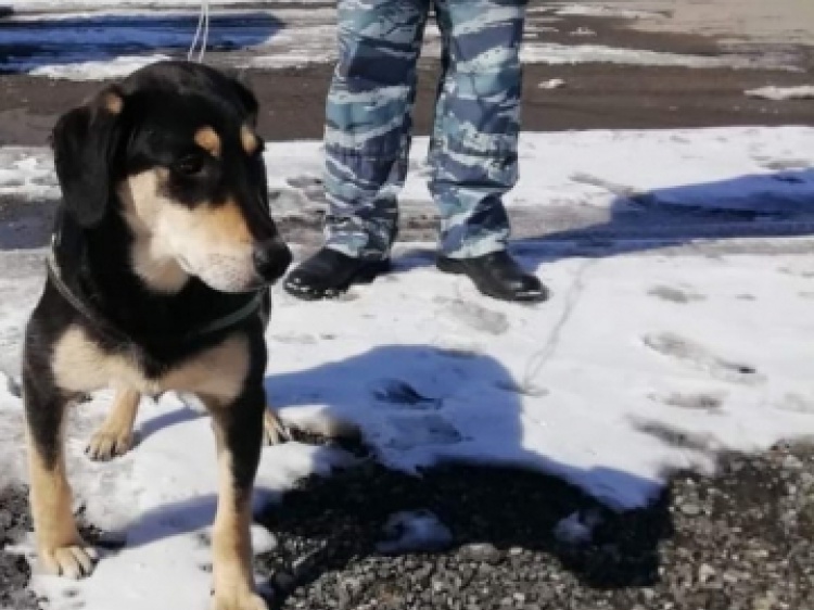 В Волгограде кинологи спасли собаку на оживленной дороге 3.238.72.122 