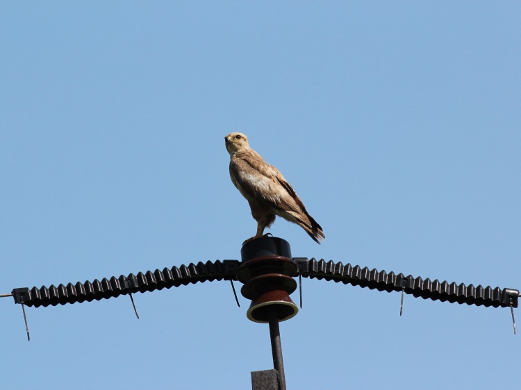 В Волгоградской области электросети делают безопасными для птиц