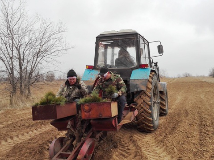 В Волгоградской области начали высаживать сеянцы