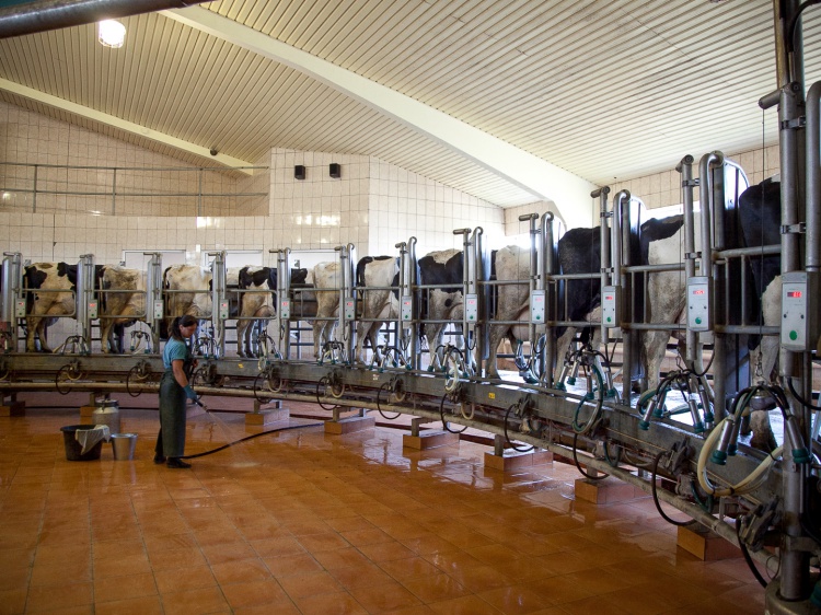 В Волгоградской области наращивают объемы производства молока