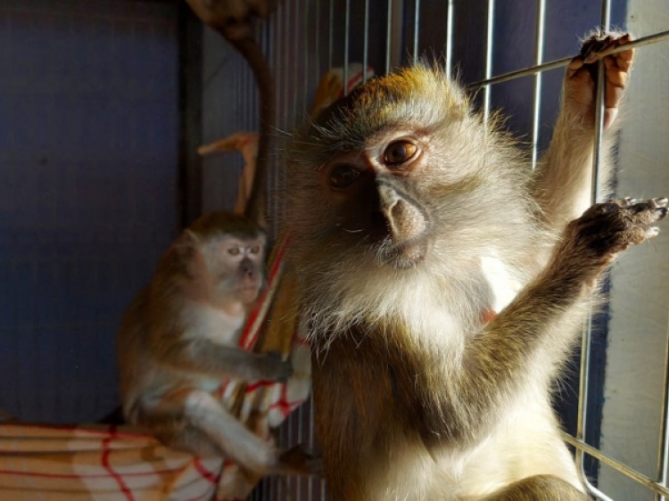 В Волгоградской области в автобусе нашли клетку с обезьянами