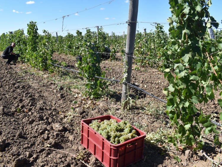 В Волгоградской области развивают органическое виноделие