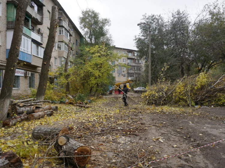 В Волжском массово обрезают деревья и кустарники