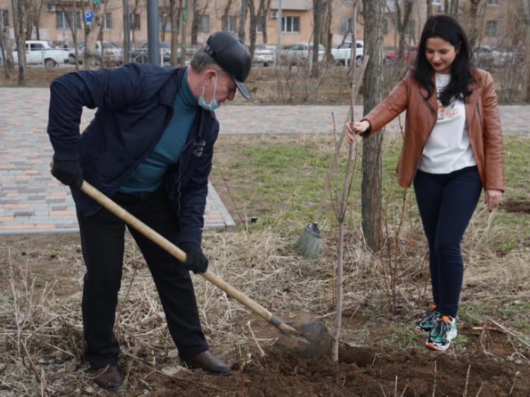 В Волжском начали высаживать деревья 34.228.52.21 