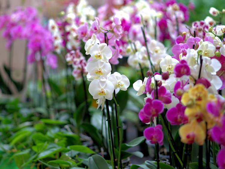 В Волжском пройдёт выставка орхидей