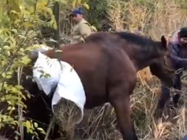 В Волжском спасатели вытащили коня из колодца
