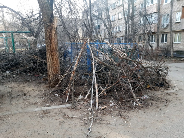 Жители Волжского жалуются на завалы спиленных веток во дворах