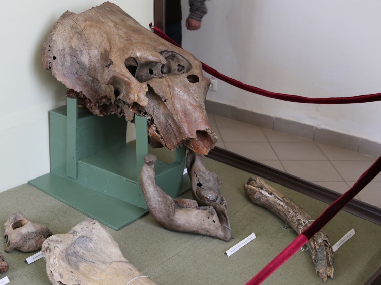 Жителям региона покажут уникальный череп мамонта 44.200.40.195 