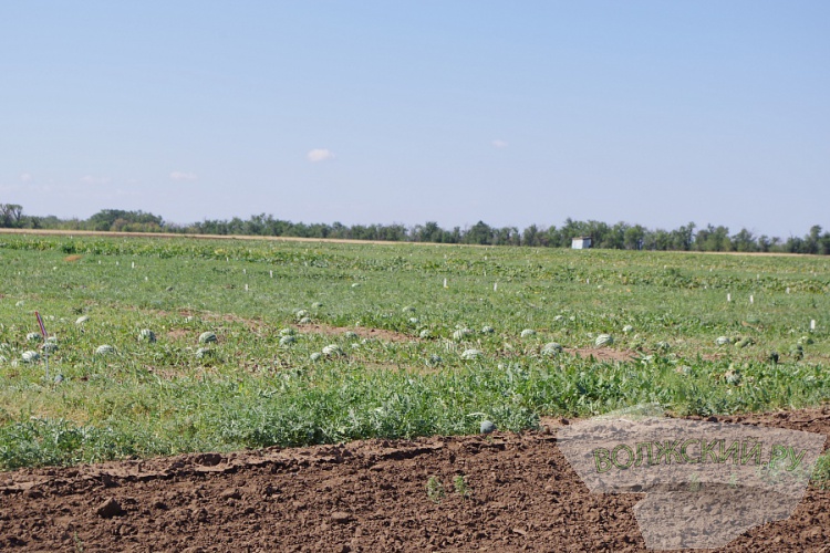 Белые, оранжевые или порционные: в Волгоградской области создают новые сорта арбузов и дынь