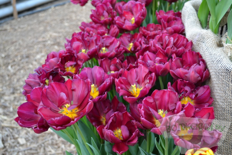 «Набитые» тюльпаны и махровые нарциссы: в Волжском зацвело 50 тысяч первоцветов