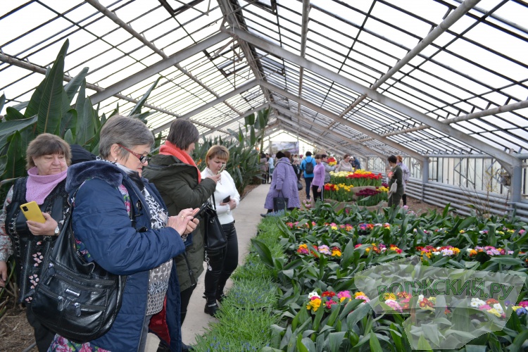 «Набитые» тюльпаны и махровые нарциссы: в Волжском зацвело 50 тысяч первоцветов