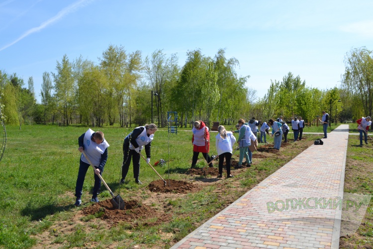 «Оазис в степи»: Волжский абразивный завод высадил 100 тополей в парке «Новый город»