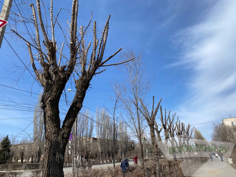 В Волжском «обкорнали»  деревья вдоль проспекта им. Ленина