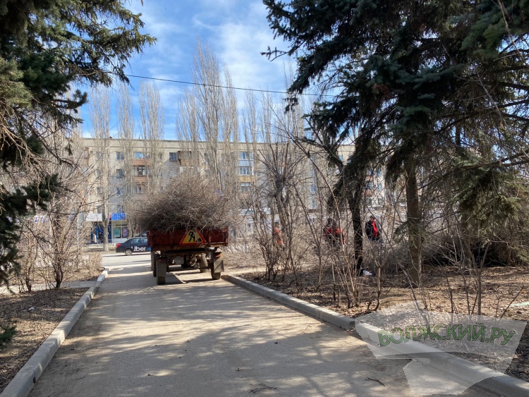 В Волжском «обкорнали»  деревья вдоль проспекта им. Ленина