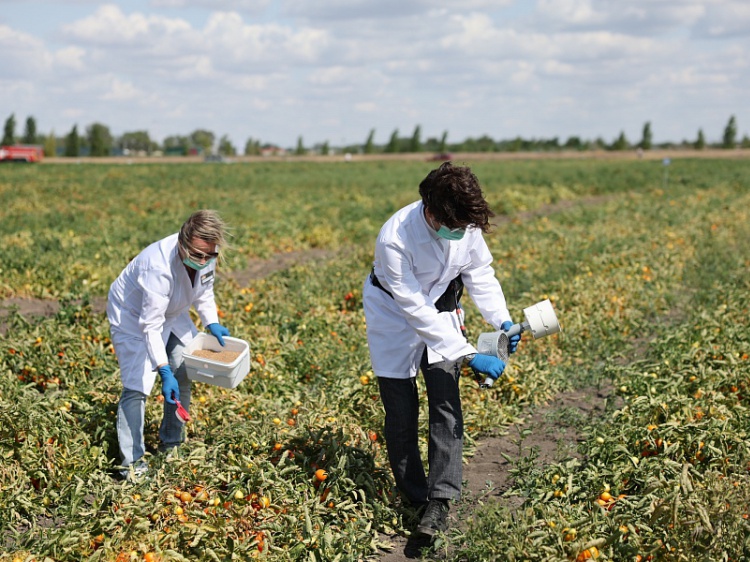 Энтомофаги, роботы и гибриды: в Волгоградской области наращивают производство овощей