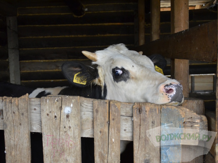 768 кг с головы: волгоградские буренки научились давать вдвое больше молока