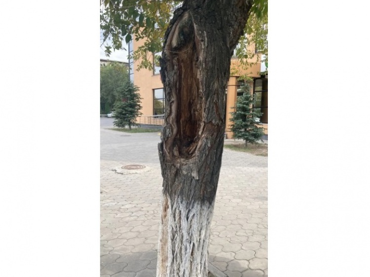 Снимают плитку: в Волжском на площади Свердлова появится больше деревьев