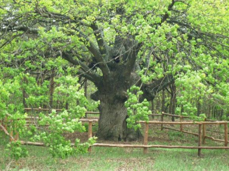 Свидетель восстания казаков из Волгоградской области может стать деревом года 34.229.131.158 