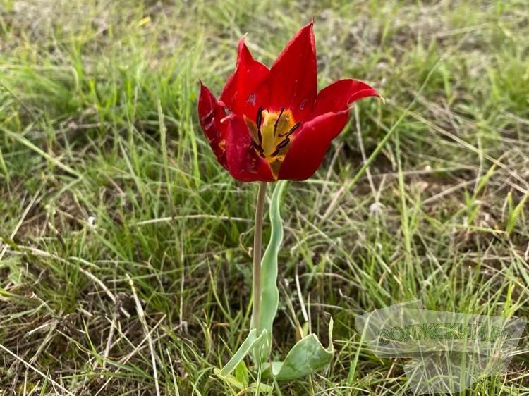 В Волгоградской области будут ловить любителей краснокнижных первоцветов 3.239.129.52 