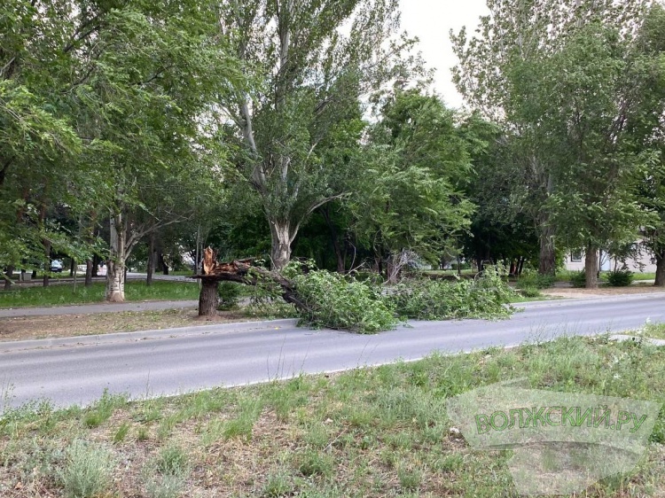 В Волгограде сухое дерево едва не убило 14-летнего подростка 44.192.115.114 
