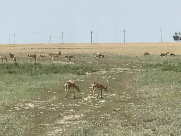 В Волгоградскую область массово наведались реликтовые антилопы