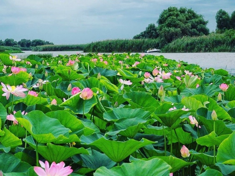 Волгоградское озеро вошло в топ мест по посещению лотосов в стране 44.197.111.121 
