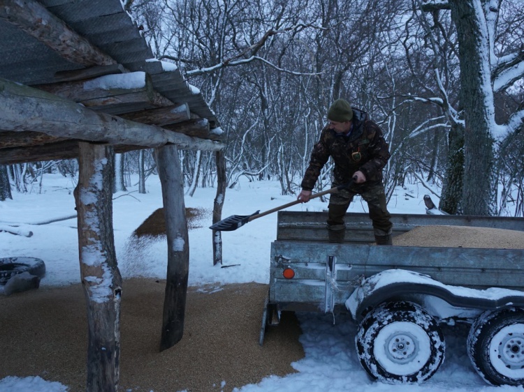 Объем дозируют: в Волгоградской области подкармливают диких зверей