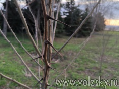 ������� �������