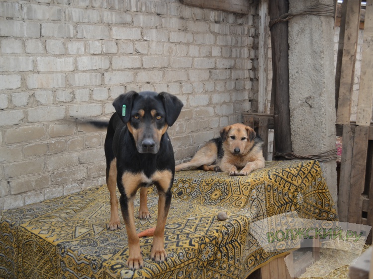 Спасти чью-то жизнь: жителей Волжского просят помочь приюту для собак