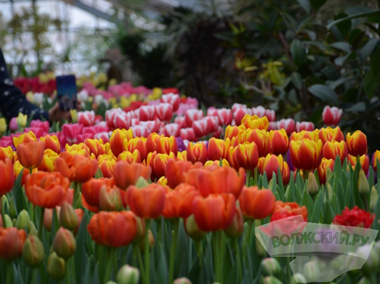 Яркие эмоции и запахи весны: в заснеженных теплицах в Волжском зацвели первоцветы