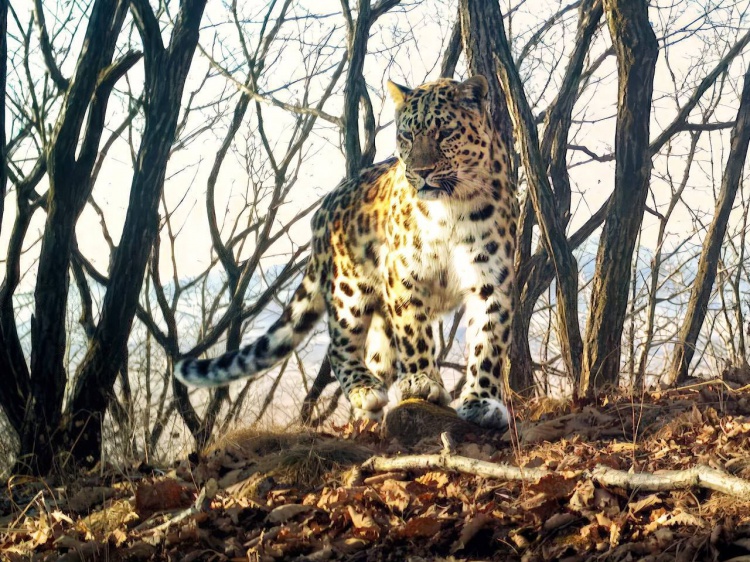 Жители Волгограда смогут принять участие в выборе имени маме семейства дальневосточных леопардов