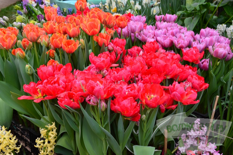 Яркие эмоции и запахи весны : в заснеженных теплицах в Волжском зацвели первоцветы 
