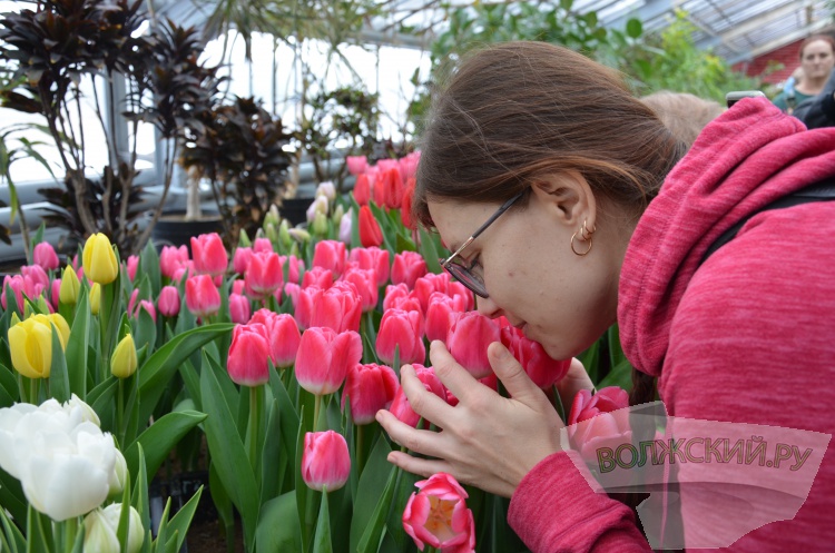 Яркие эмоции и запахи весны : в заснеженных теплицах в Волжском зацвели первоцветы 