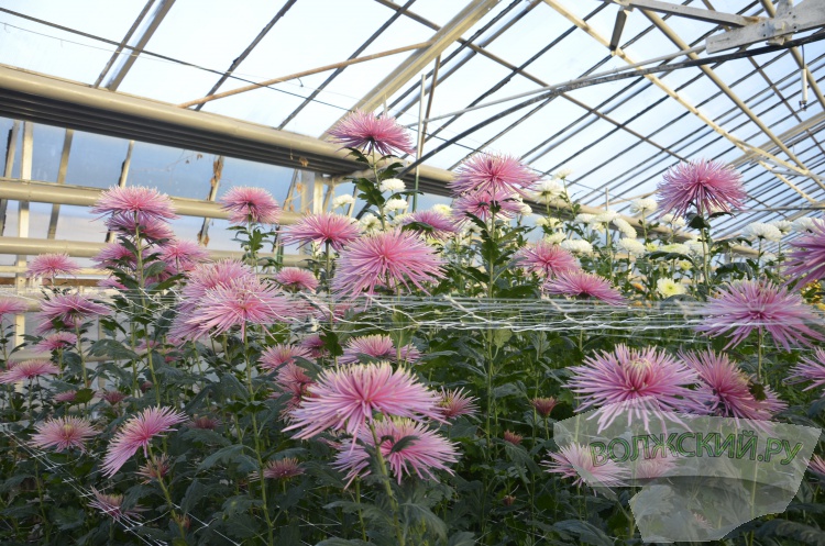 Краски осени и уникальная коллекция: в Волжском проходит Бал хризантем