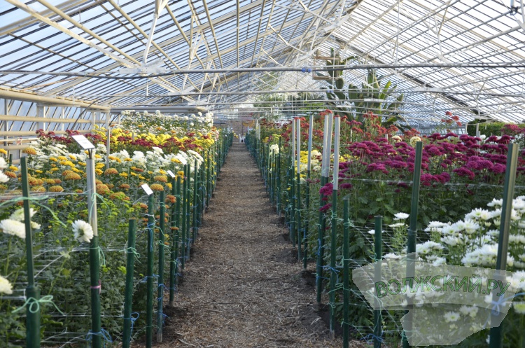 Краски осени и уникальная коллекция: в Волжском проходит Бал хризантем