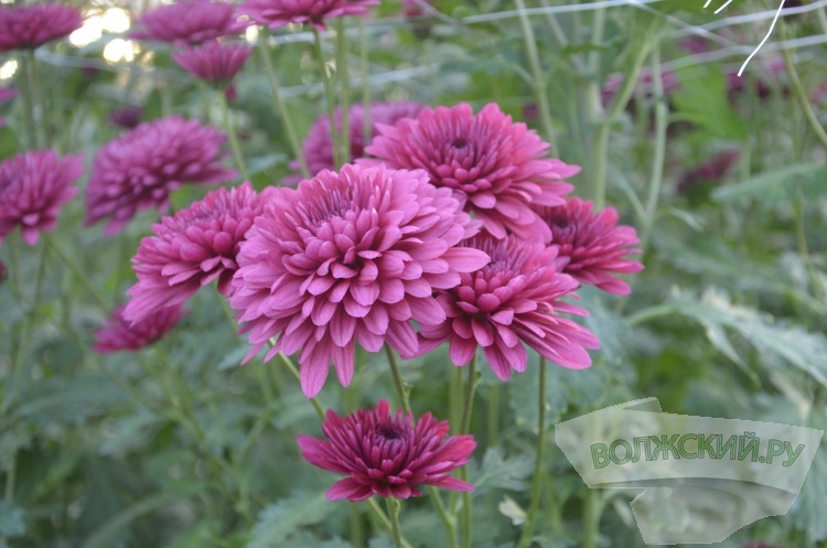 Краски осени и уникальная коллекция: в Волжском проходит Бал хризантем