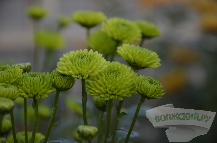 Краски осени и уникальная коллекция: в Волжском проходит Бал хризантем