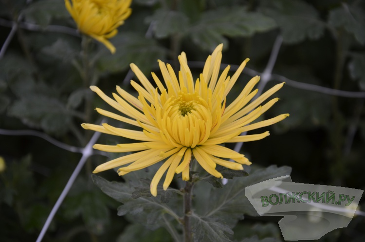 Краски осени и уникальная коллекция: в Волжском проходит Бал хризантем