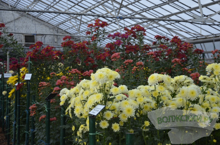 Краски осени и уникальная коллекция: в Волжском проходит Бал хризантем