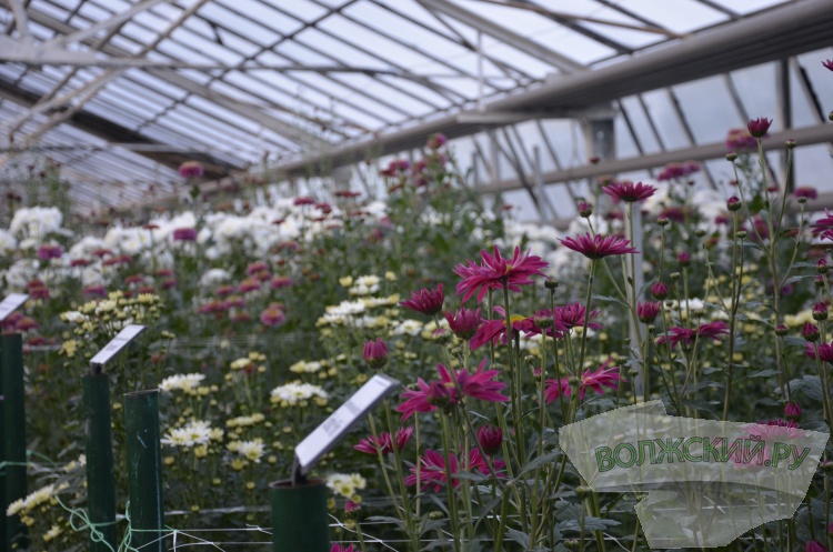 Краски осени и уникальная коллекция: в Волжском проходит Бал хризантем