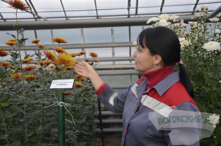 Краски осени и уникальная коллекция: в Волжском проходит Бал хризантем