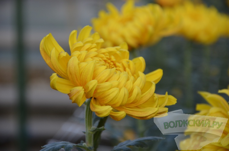 Краски осени и уникальная коллекция: в Волжском проходит Бал хризантем
