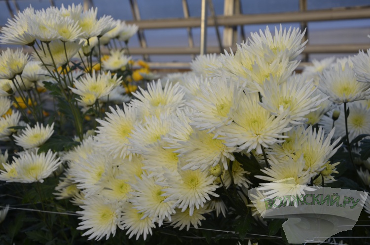 Краски осени и уникальная коллекция: в Волжском проходит Бал хризантем